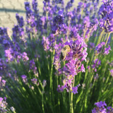Lavendel mit Biene Lavendel mit Biene